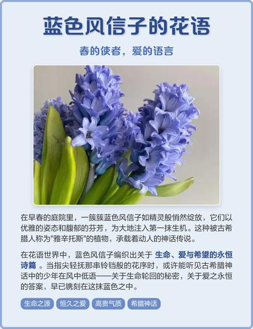 风信子与生日花，风信子花的花期-第3张图片-优品飞百科