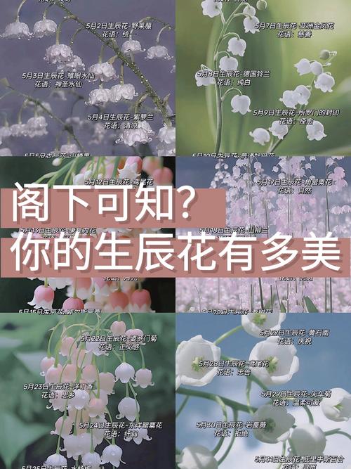 风信子与生日花，风信子花的花期-第7张图片-优品飞百科