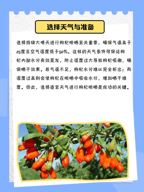 枸杞怎么晒干，枸杞怎么保存不会受潮？枸杞如何晾晒干？-第3张图片-优品飞百科