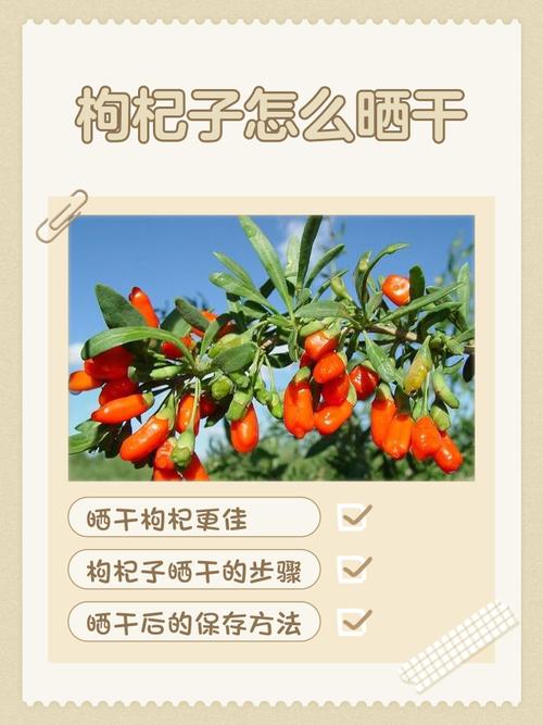 枸杞怎么晒干，枸杞怎么保存不会受潮？枸杞如何晾晒干？-第4张图片-优品飞百科