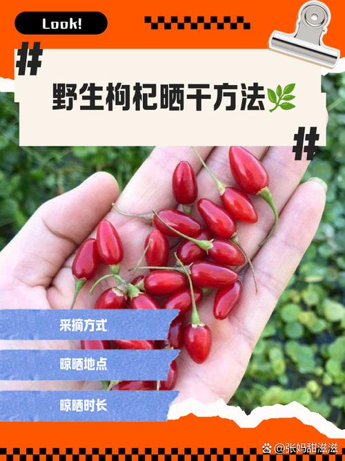 枸杞怎么晒干，枸杞怎么保存不会受潮？枸杞如何晾晒干？-第5张图片-优品飞百科