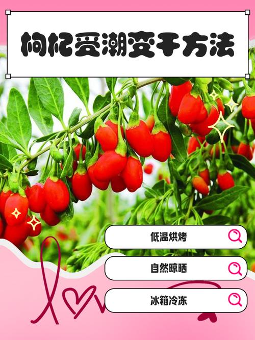 枸杞怎么晒干，枸杞怎么保存不会受潮？枸杞如何晾晒干？-第6张图片-优品飞百科