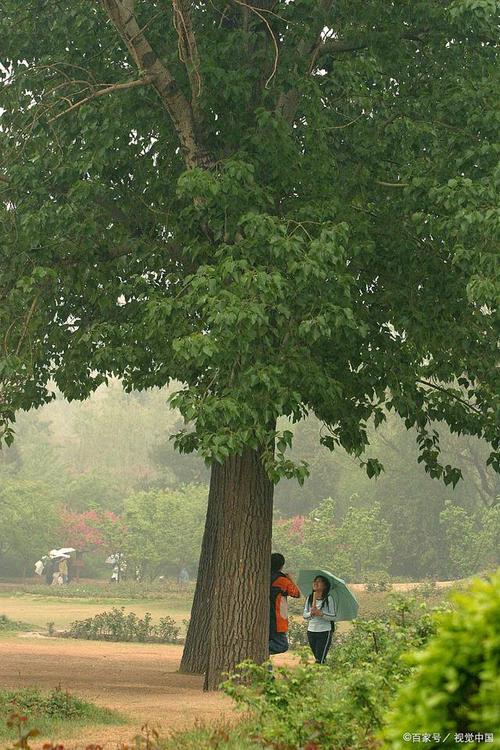 桂林适合养什么花，市花和市树是什么，桂林什么花最出名？