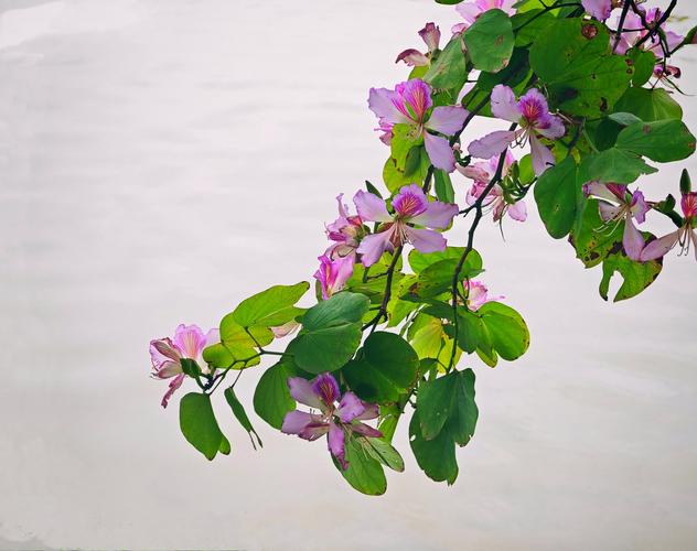 桂林适合养什么花，市花和市树是什么，桂林什么花最出名？-第2张图片-优品飞百科