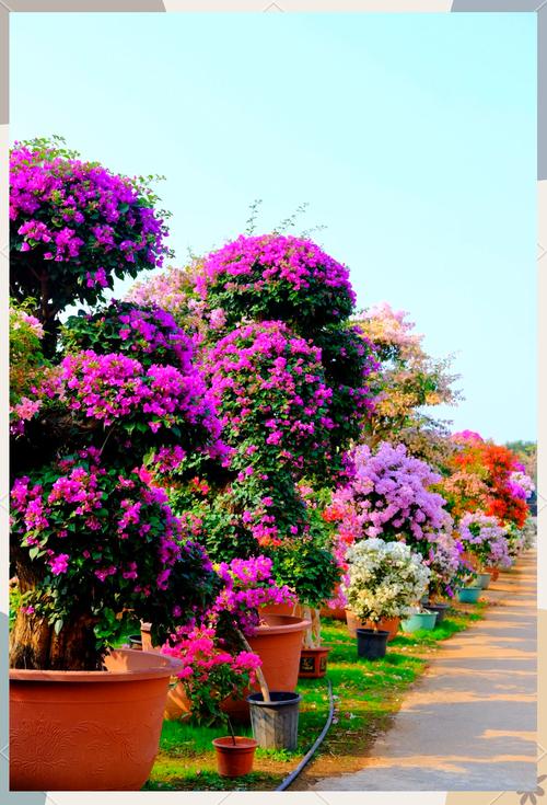 桂林适合养什么花，市花和市树是什么，桂林什么花最出名？-第3张图片-优品飞百科