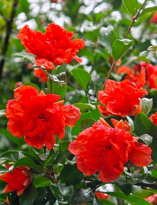 桂林适合养什么花，市花和市树是什么，桂林什么花最出名？-第4张图片-优品飞百科