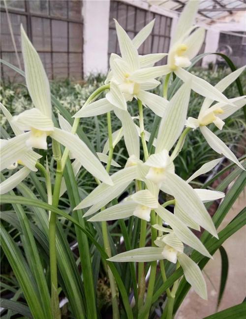 大雪素的价值，大雪素有几种