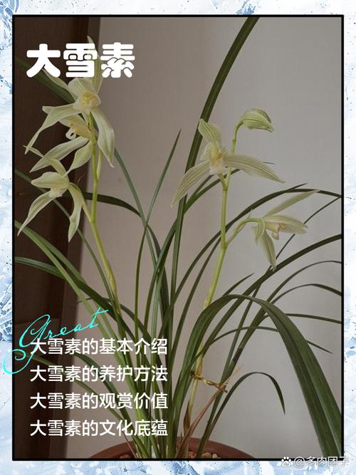 大雪素的价值，大雪素有几种-第2张图片-优品飞百科