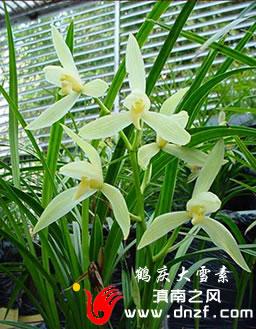 大雪素的价值，大雪素有几种-第3张图片-优品飞百科