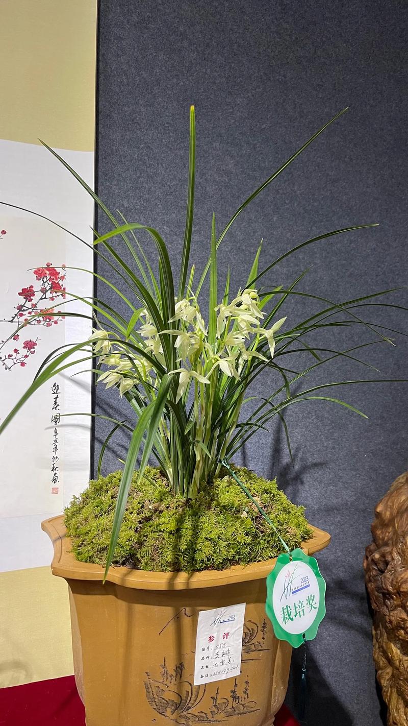 大雪素的价值，大雪素有几种-第4张图片-优品飞百科