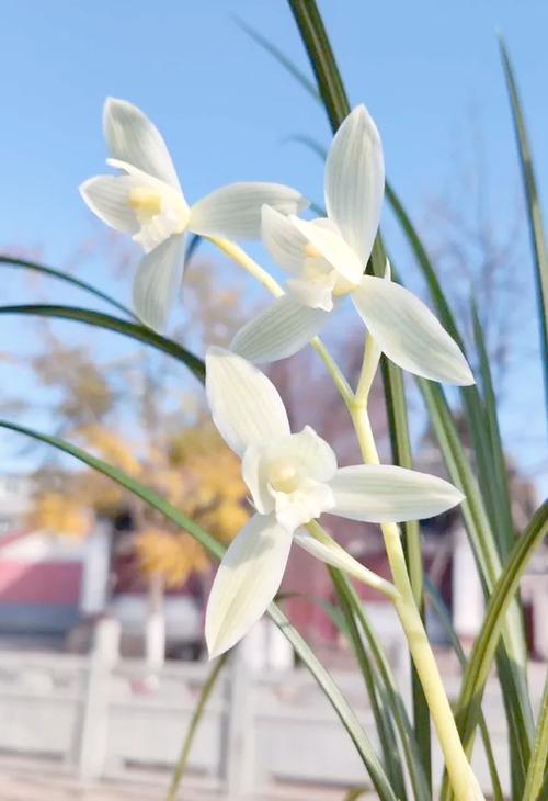 大雪素的价值，大雪素有几种-第5张图片-优品飞百科