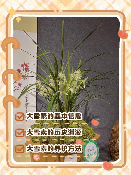 大雪素的价值，大雪素有几种-第6张图片-优品飞百科