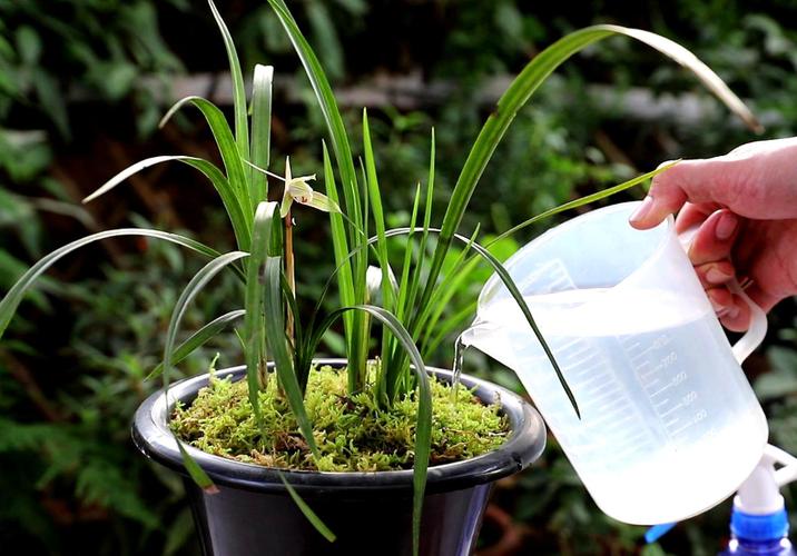 兰花可以用淘米水吗，浇花的兑水比例？兰花可以浇发酵的淘米水吗？-第1张图片-优品飞百科