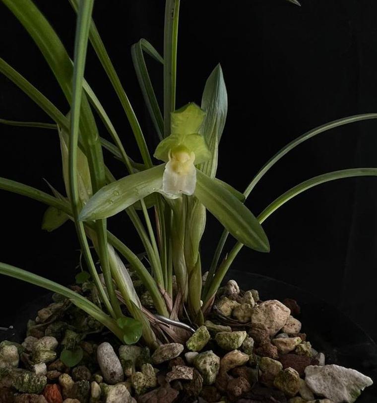 兰花可以用淘米水吗，浇花的兑水比例？兰花可以浇发酵的淘米水吗？-第3张图片-优品飞百科