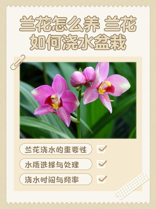 兰花可以用淘米水吗，浇花的兑水比例？兰花可以浇发酵的淘米水吗？-第4张图片-优品飞百科