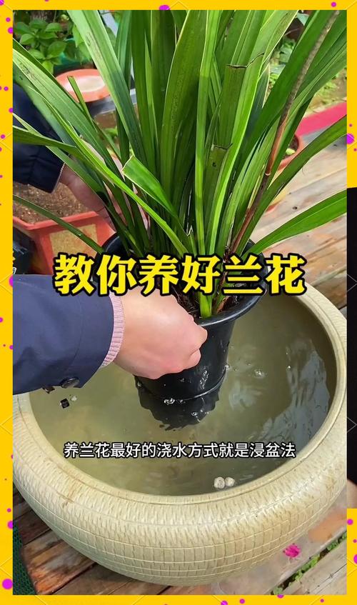 兰花可以用淘米水吗，浇花的兑水比例？兰花可以浇发酵的淘米水吗？-第5张图片-优品飞百科