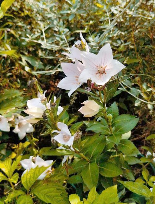 桔梗有毒吗，桔梗是伤肾还是补肾？