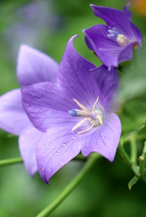 桔梗有毒吗，桔梗是伤肾还是补肾？-第3张图片-优品飞百科