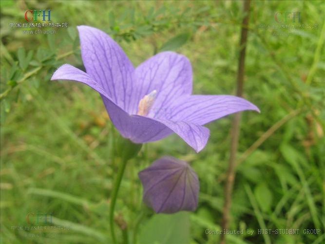 桔梗有毒吗，桔梗是伤肾还是补肾？-第7张图片-优品飞百科