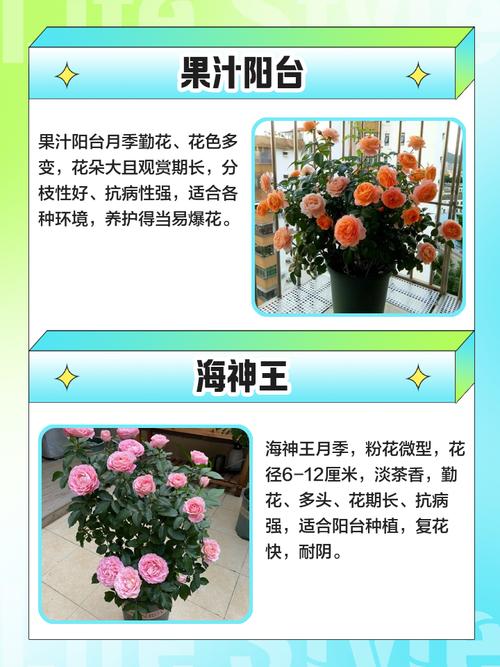 前十勤花月季品种，前十名贵月季品种，勤花月季有哪些？