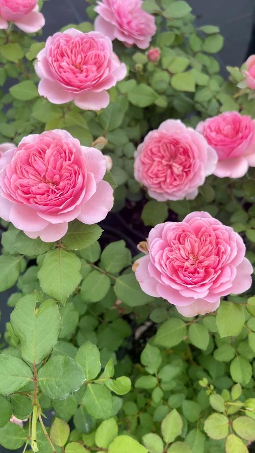 前十勤花月季品种，前十名贵月季品种，勤花月季有哪些？-第2张图片-优品飞百科