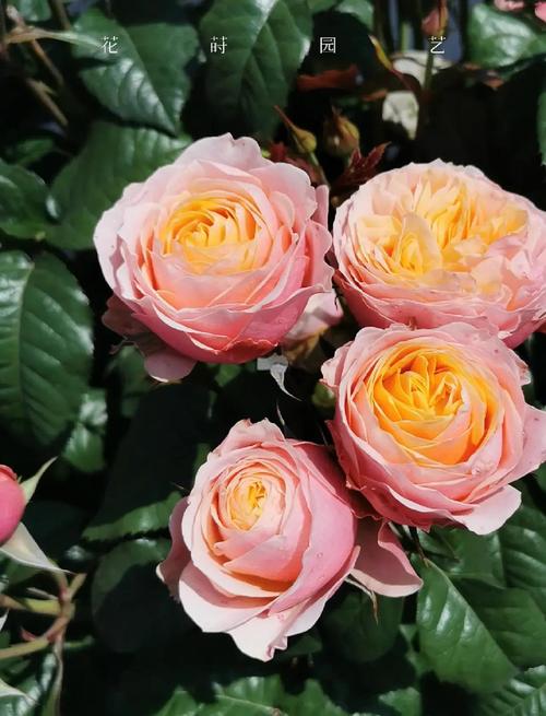 前十勤花月季品种，前十名贵月季品种，勤花月季有哪些？-第3张图片-优品飞百科