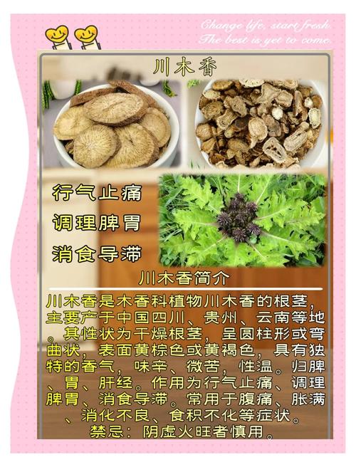 木香薷的功效与作用，木香的功效与作用禁忌人群？-第2张图片-优品飞百科