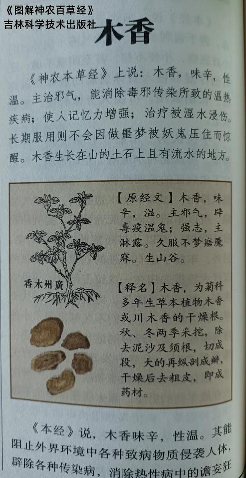 木香薷的功效与作用，木香的功效与作用禁忌人群？-第4张图片-优品飞百科