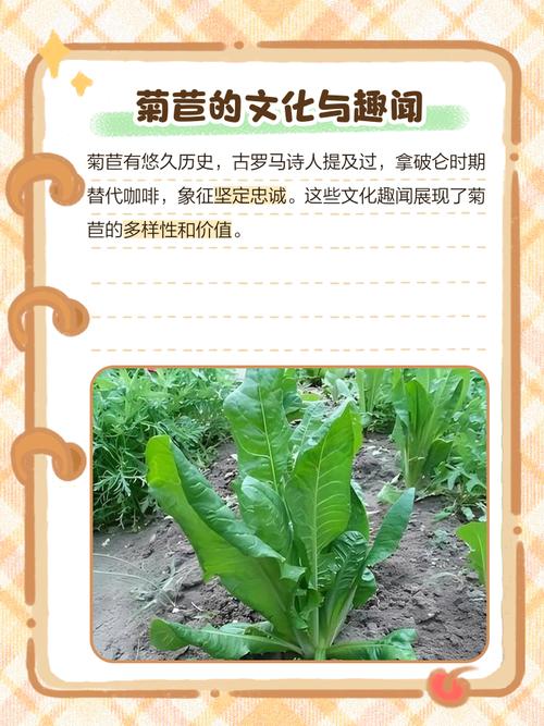 菊苣的作用和价值，菊苣的主要功效-第3张图片-优品飞百科