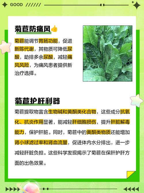 菊苣的作用和价值，菊苣的主要功效-第5张图片-优品飞百科