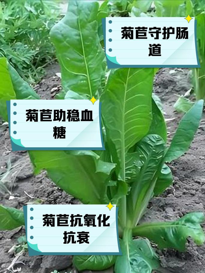 菊苣的作用和价值，菊苣的主要功效-第7张图片-优品飞百科