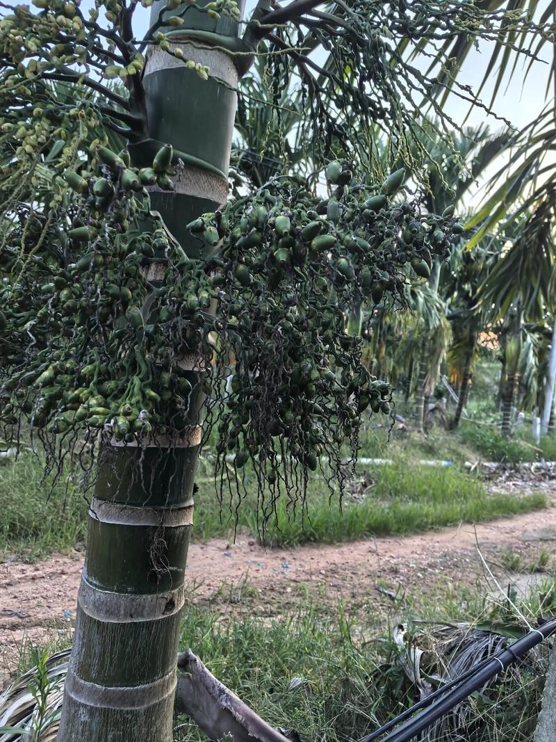 槟榔树的养殖方法和注意事项，槟榔树种-第2张图片-优品飞百科