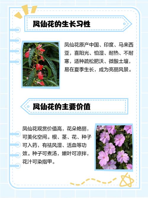 凤仙花花语，花期多长，凤仙花的花语和寓意了？