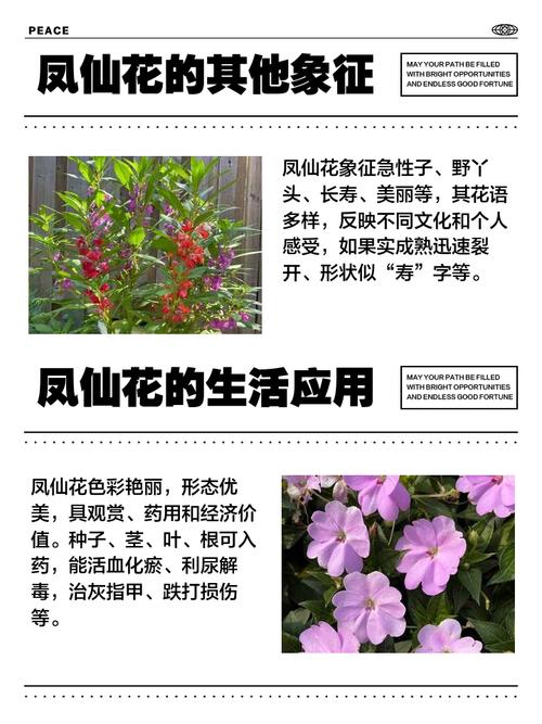 凤仙花花语，花期多长，凤仙花的花语和寓意了？-第2张图片-优品飞百科