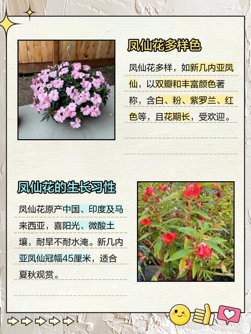 凤仙花花语，花期多长，凤仙花的花语和寓意了？-第4张图片-优品飞百科