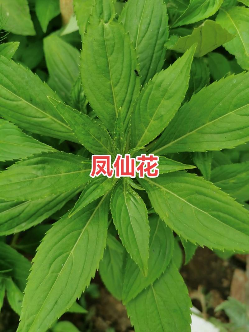 凤仙花花语，花期多长，凤仙花的花语和寓意了？-第5张图片-优品飞百科