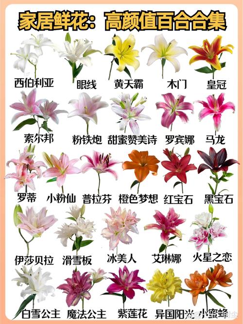 百合花的花语，十朵百合花的花语？-第2张图片-优品飞百科