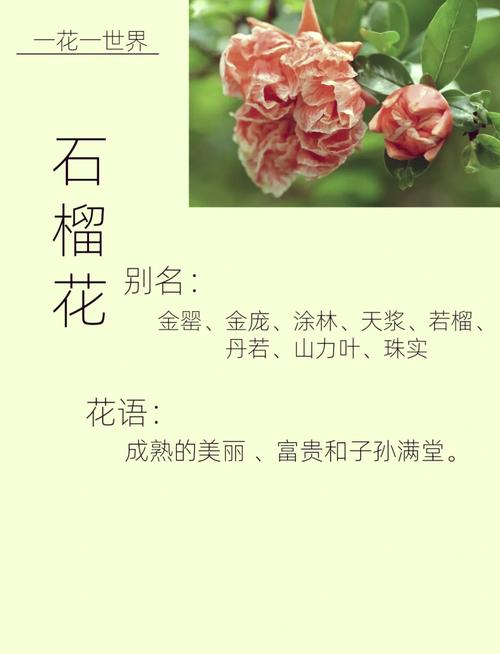 百合花的花语，十朵百合花的花语？-第6张图片-优品飞百科