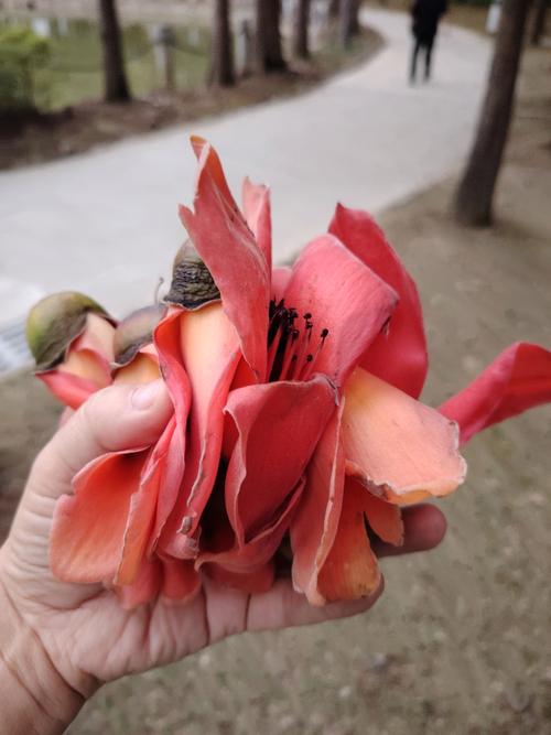 木棉花抗癌食疗方推荐？木棉花药用功能？-第3张图片-优品飞百科