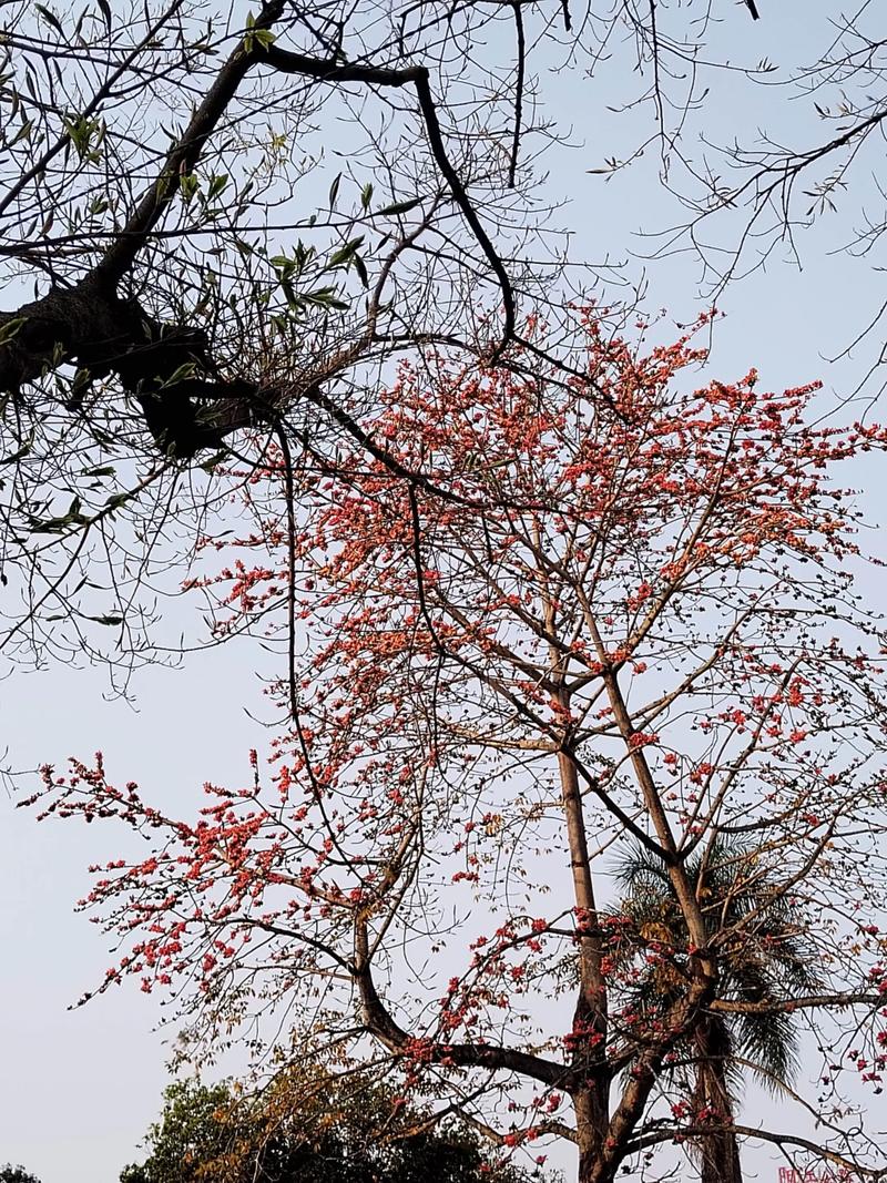 木棉花抗癌食疗方推荐？木棉花药用功能？-第5张图片-优品飞百科