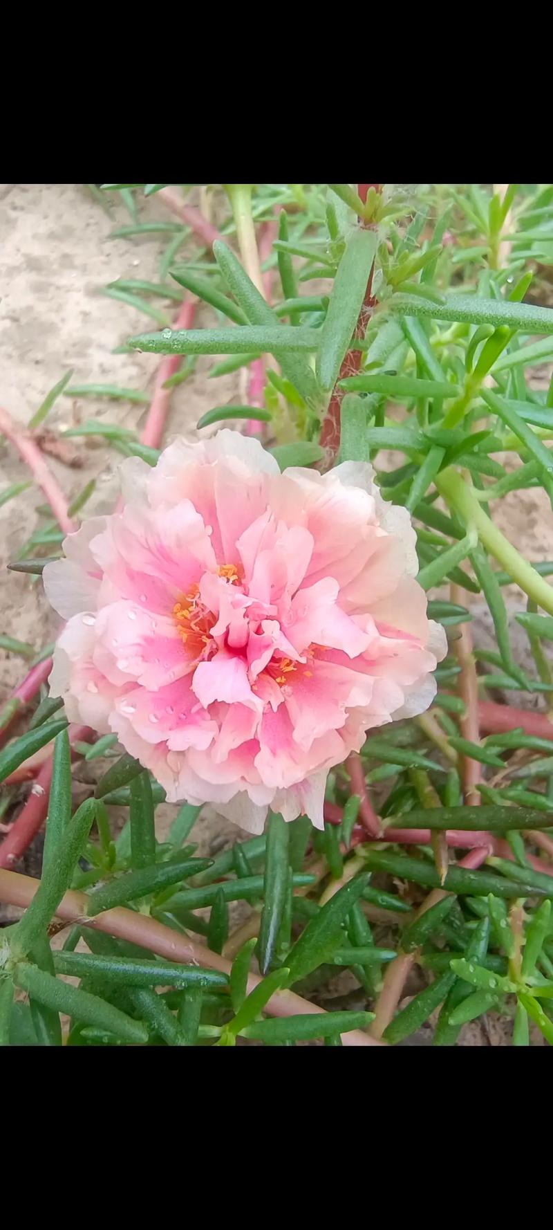 天水市秦安县天气预报？天水市秦安县天气预报查询？