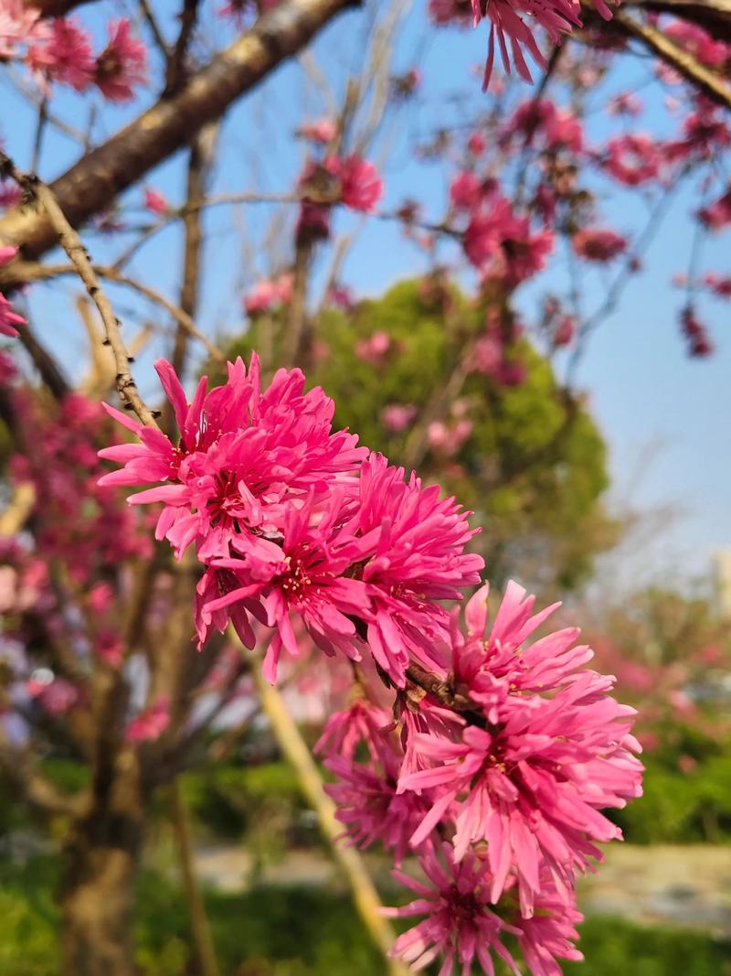 桃花有毒吗，家之桃花有毒吗-第1张图片-优品飞百科