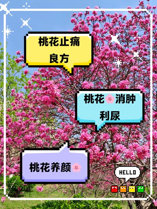 桃花有毒吗，家之桃花有毒吗-第3张图片-优品飞百科