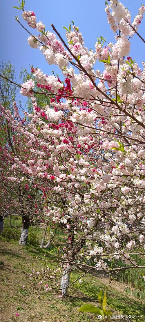 桃花有毒吗，家之桃花有毒吗-第4张图片-优品飞百科