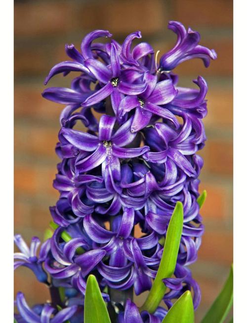 风信子对人体有害吗，适合室内养吗，风信子对身体有害吗？-第1张图片-优品飞百科