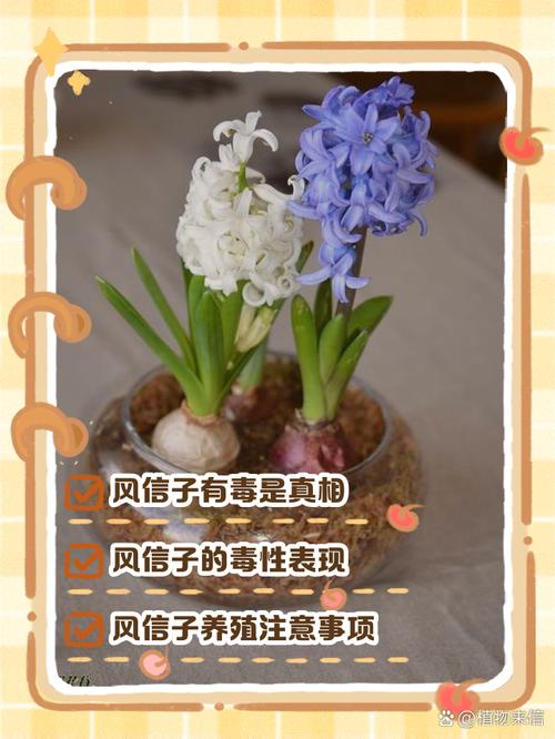 风信子对人体有害吗，适合室内养吗，风信子对身体有害吗？-第2张图片-优品飞百科