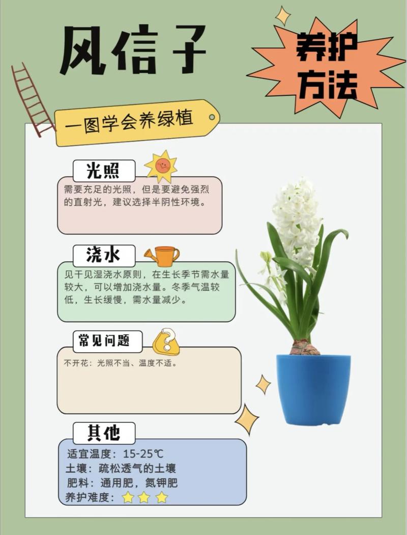 风信子对人体有害吗，适合室内养吗，风信子对身体有害吗？-第3张图片-优品飞百科