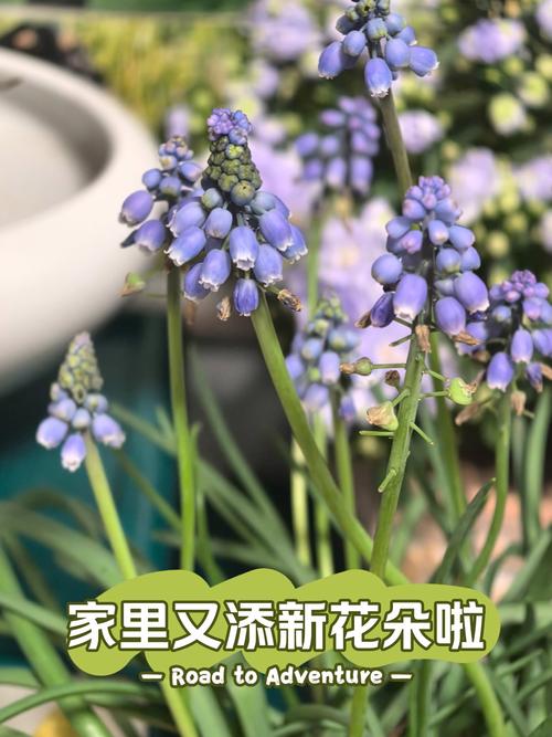 风信子对人体有害吗，适合室内养吗，风信子对身体有害吗？-第4张图片-优品飞百科