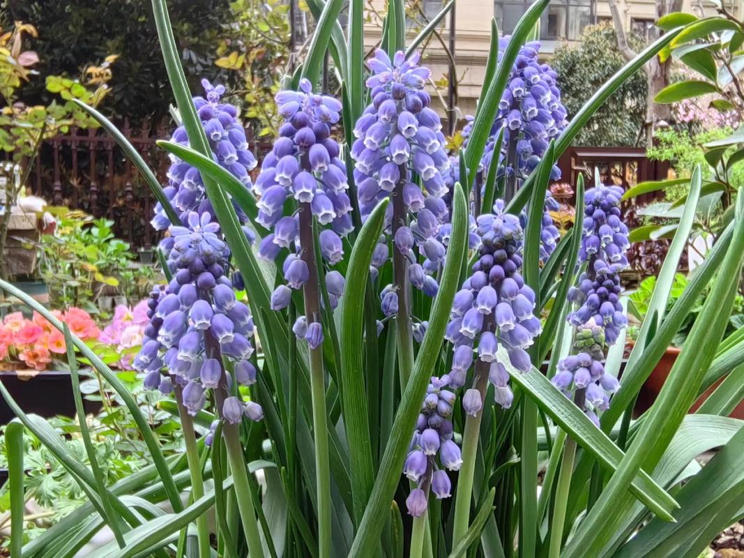 风信子对人体有害吗，适合室内养吗，风信子对身体有害吗？-第5张图片-优品飞百科