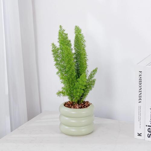 垂叶榕有毒吗？垂叶榕作用？-第1张图片-优品飞百科